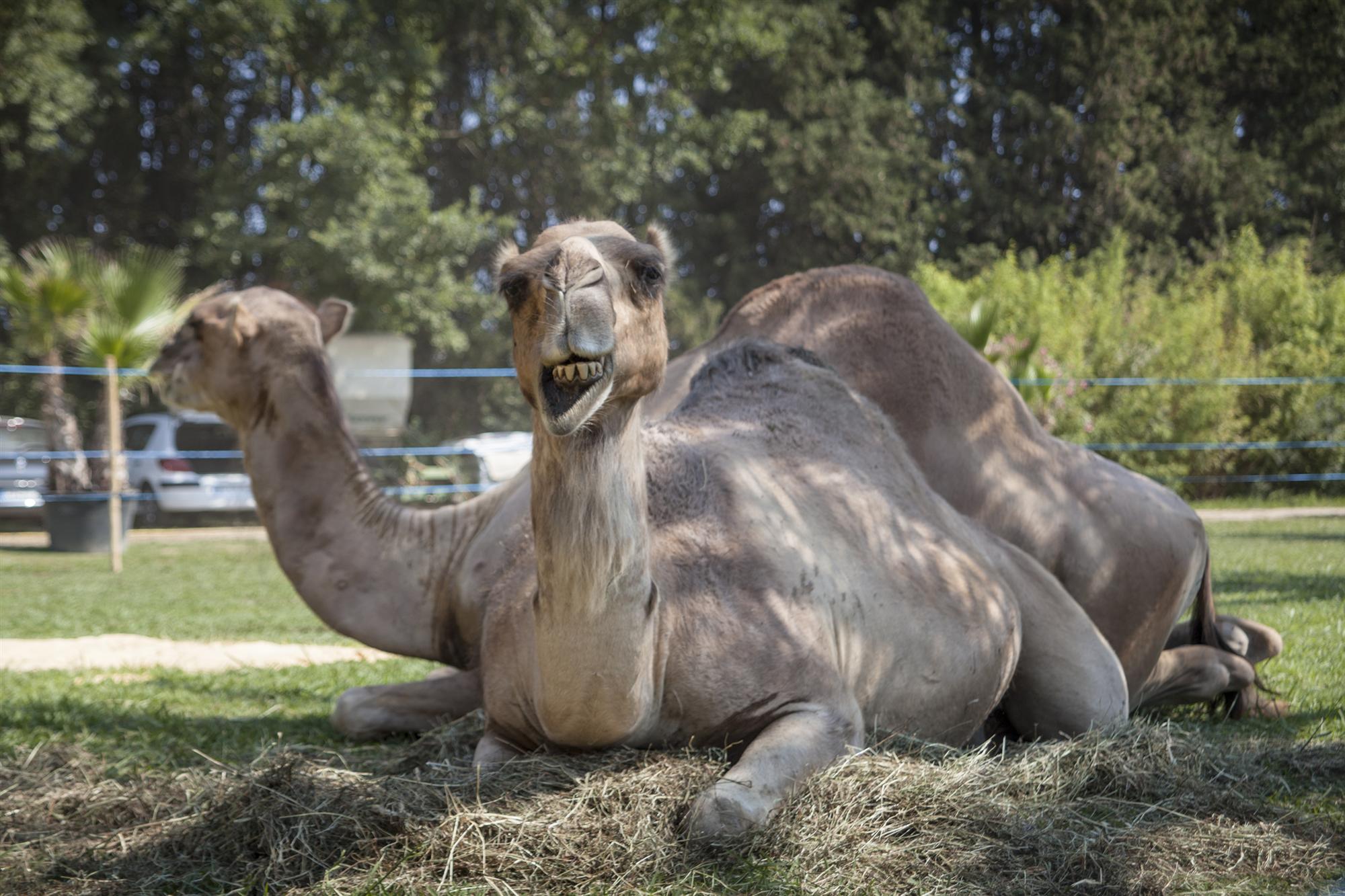 Ambiance - BMW Polo Masters  Night St Tropez-Gassin 2013 - Morgane Delfosse - 26-10-13.1